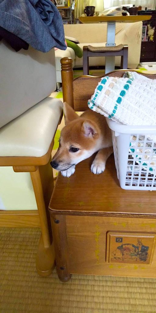 柴犬そら前　思わぬ行動1