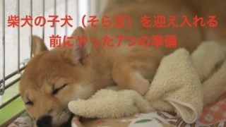 柴犬そら豆　迎え入れ準備