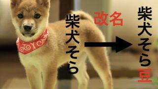 柴犬そら豆 改名