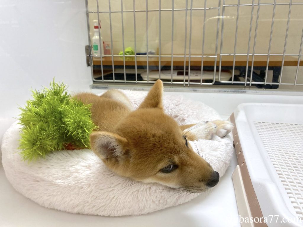 柴犬そら　ペットショップ