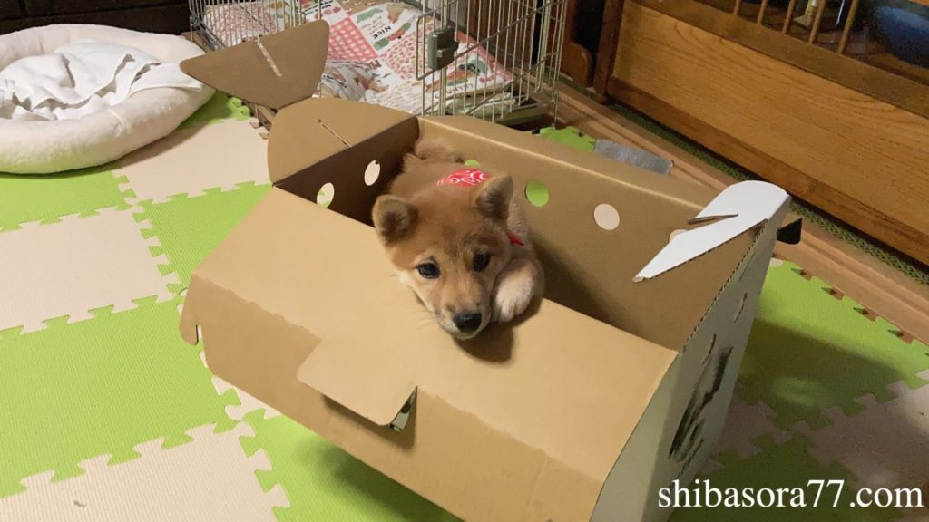 柴犬そら　到着日