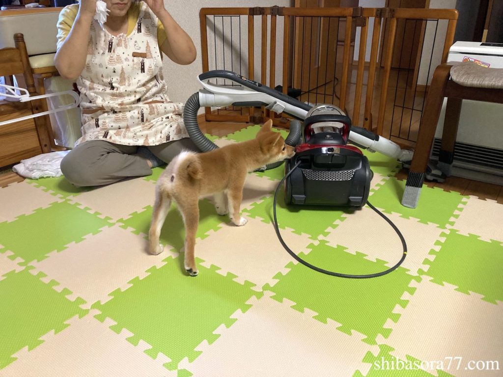 柴犬そら　初掃除機