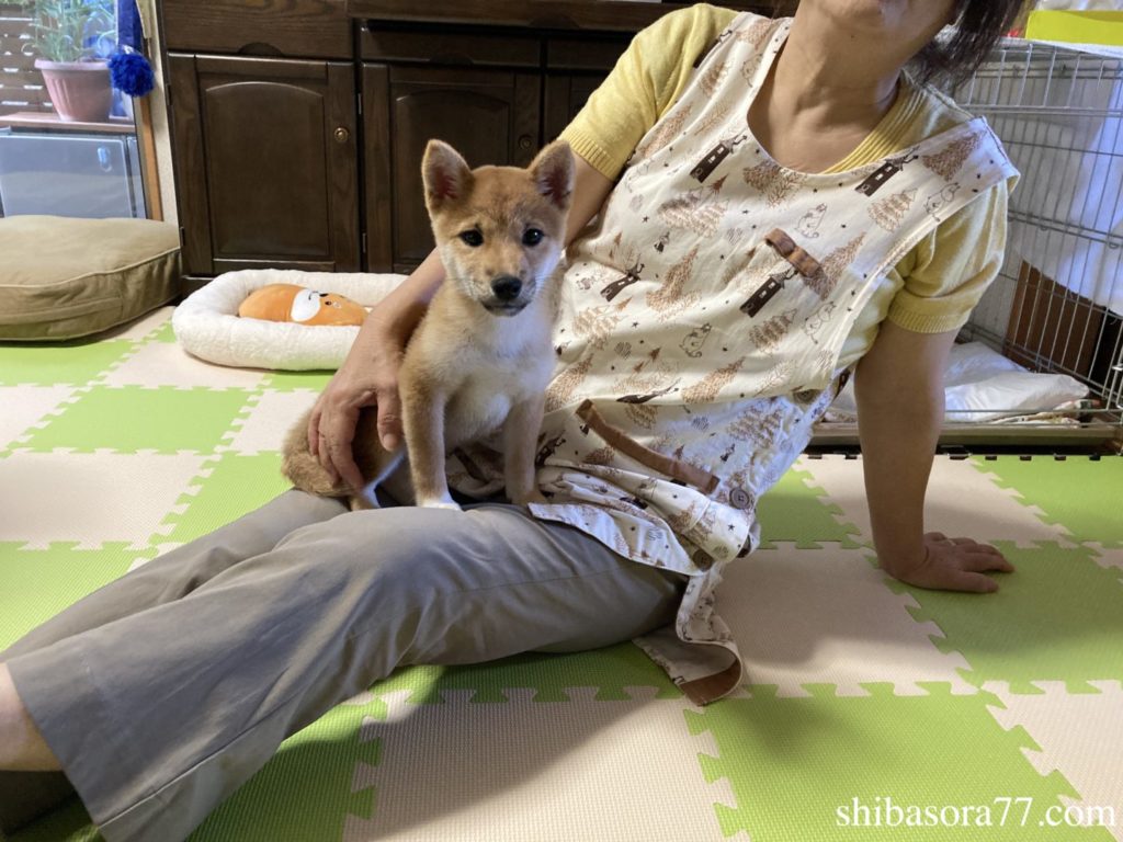 柴犬そら　到着日