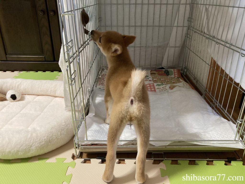 柴犬そら　水飲み場発見