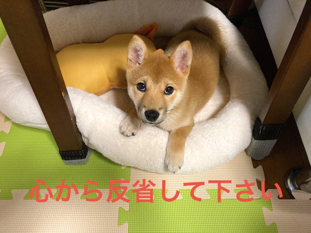 柴犬そら豆 反省求む