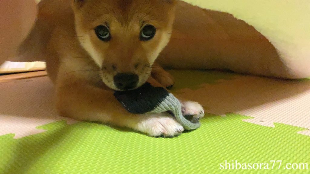 柴犬そら前　好奇心旺盛