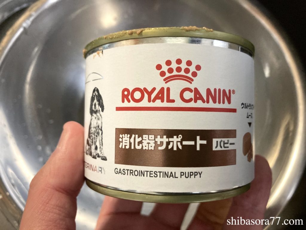 柴犬そら豆　ドッグフード　ロイヤルカナン　ウェットタイプ