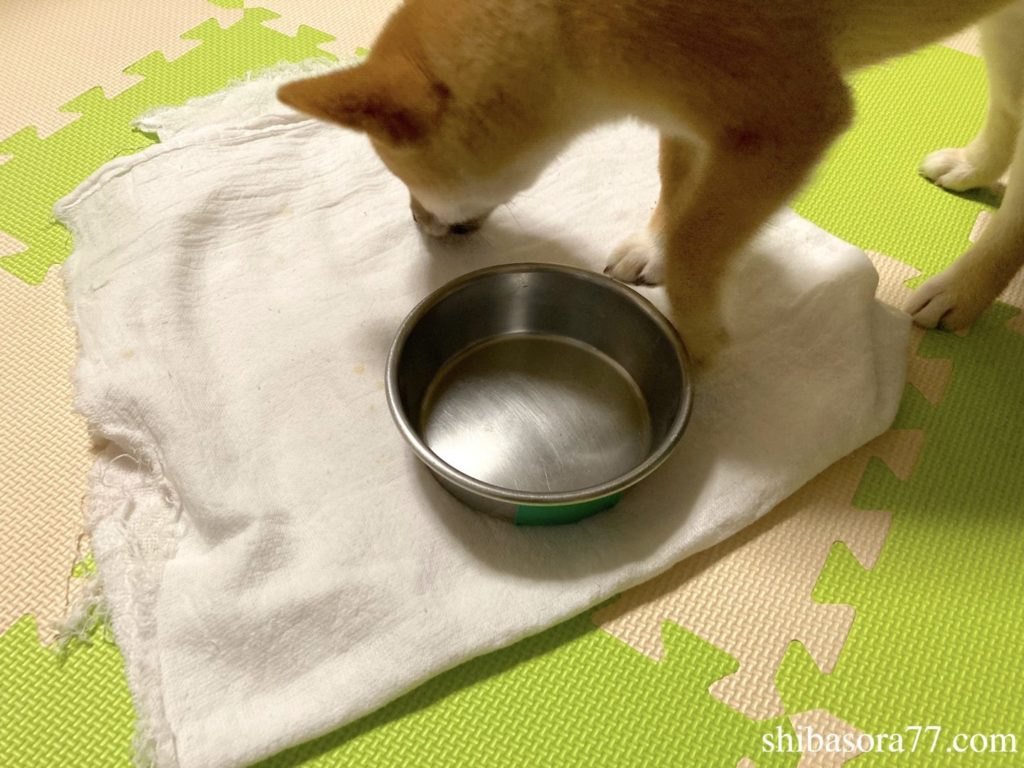 柴犬そら豆　ドッグフード　完食