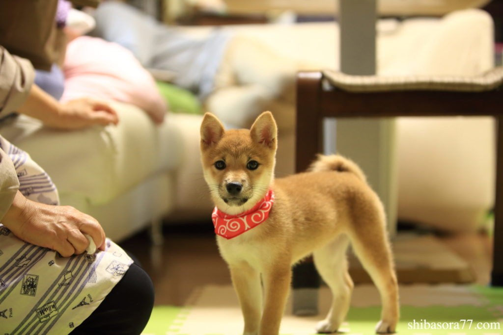 柴犬そら　到着日