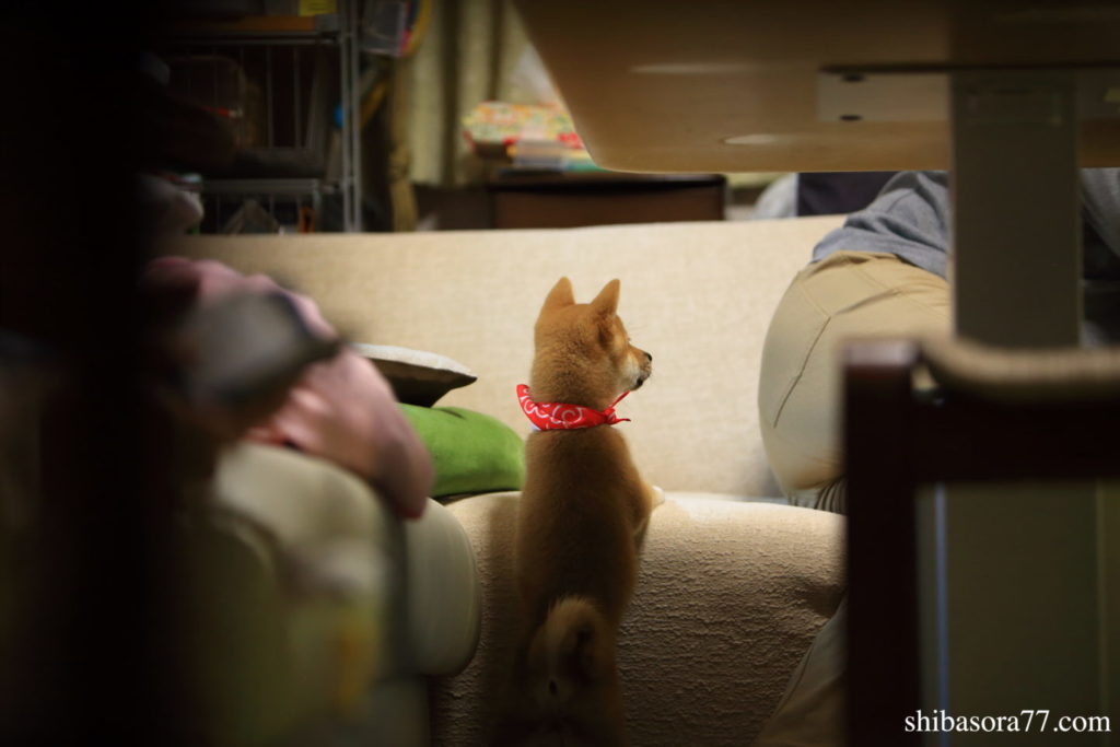 柴犬そら　到着日