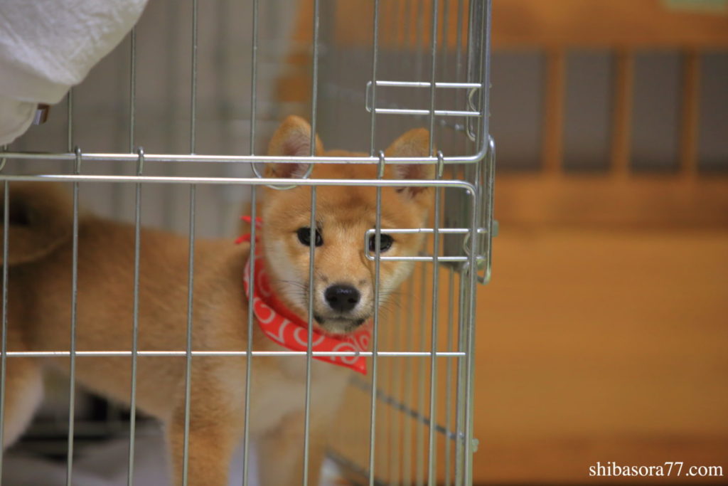 柴犬そら　到着日