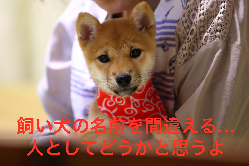 柴犬そら豆 名前間違い