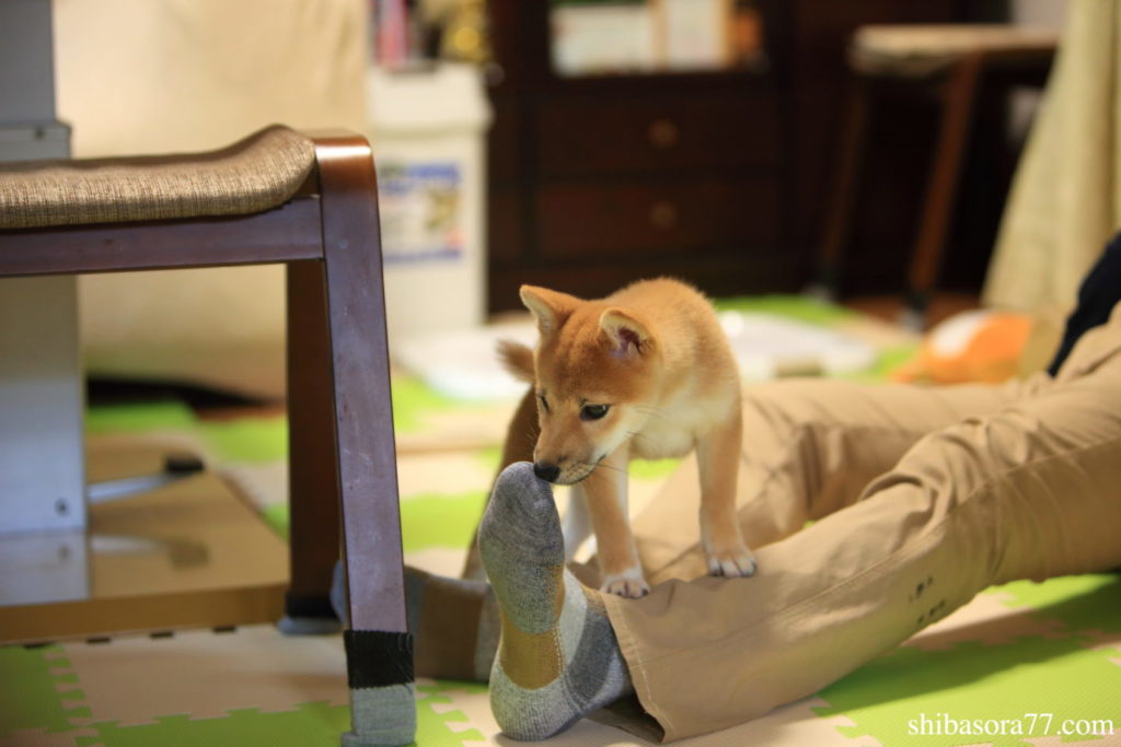 柴犬そら　足　匂い