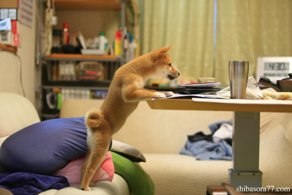 柴犬そら豆 生活スペース ソファー